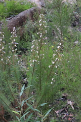 Stylidium laricifolium