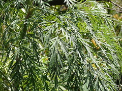 Notobubon gummiferum
