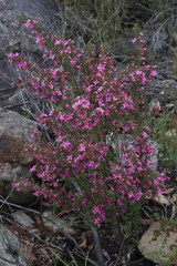 Boronia amabilis