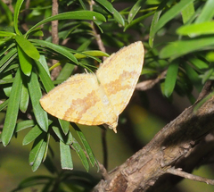 Chrysolarentia correlata