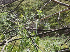 Notobubon gummiferum