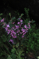 Boronia amabilis