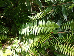 Blechnum punctulatum