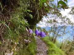 Adenophora morrisonensis