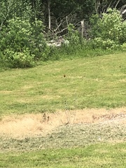 Platycercus eximius