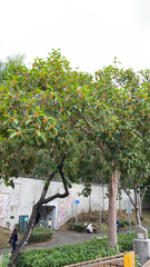 Byrsonima crassifolia