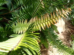Blechnum punctulatum