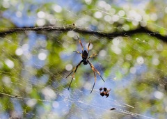 Trichonephila plumipes