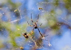 Trichonephila plumipes