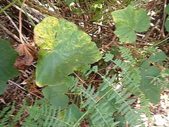 Pelargonium papilionaceum