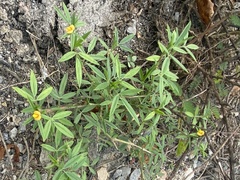 Stylosanthes