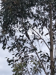 Falcunculus frontatus