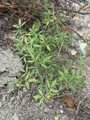 Stylosanthes
