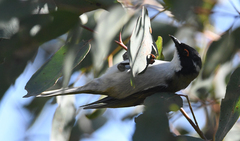 Melithreptus lunatus