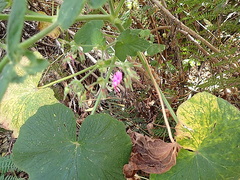 Pelargonium papilionaceum