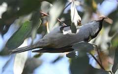 Melithreptus lunatus