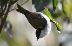 Melithreptus lunatus