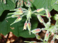 Pelargonium papilionaceum