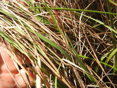 Eriachne pallescens