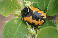 Phoxomela umbrosa