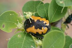 Phoxomela umbrosa