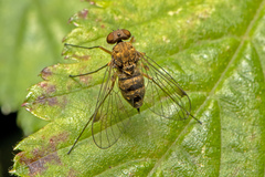 Chrysopilus