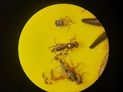 Opomyzidae