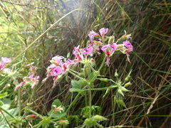 Pelargonium papilionaceum