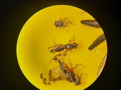 Opomyzidae