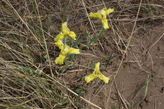 Iris humilis