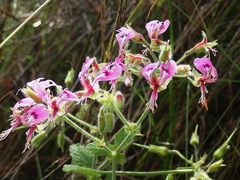 Pelargonium papilionaceum