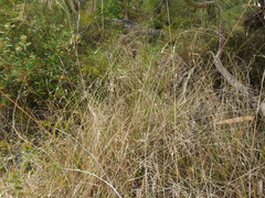 Eriachne pallescens