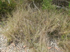 Eriachne pallescens