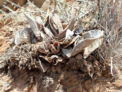 Gasteria brachyphylla