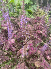 Coleus scutellarioides