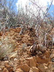 Gasteria brachyphylla