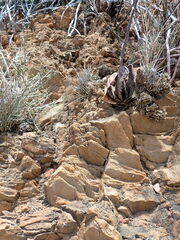 Gasteria brachyphylla