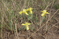 Iris humilis