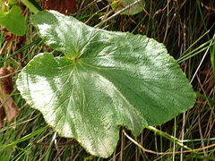 Pelargonium papilionaceum