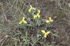 Iris humilis