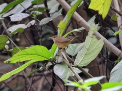 Phylloscopus schwarzi