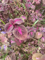 Coleus scutellarioides