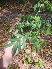 Archidendron lovelliae