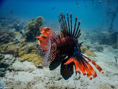 Pterois miles