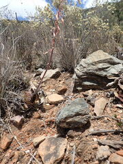 Gasteria brachyphylla