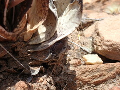 Gasteria brachyphylla