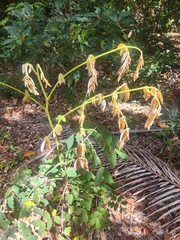 Archidendron lovelliae