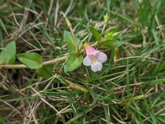 Torenia anagallis