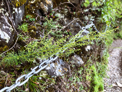 Artemisia morrisonensis