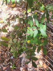 Archidendron lovelliae